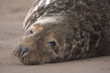 dozing grey seal on the beach dozing grey seal on the beach