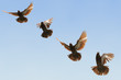 Pigeon in flight