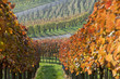 Weinvielfalt