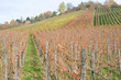 Weinsorten