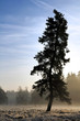 Photo: Lone Spruce Lone Spruce