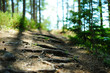 Green sunny forest