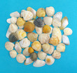 sea shells on blue