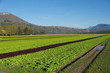 plantation de salades