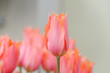 Beautiful Pink Tulip Bunch Beautiful Pink Tulip Bunch