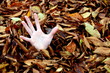 Desperate handfull of autumn leaves in a German garden