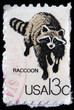 raccoon raccoon