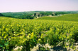 Typical Tuscan landscape