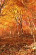 Wald
