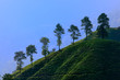 Cameron Highland