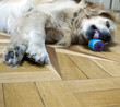 hund