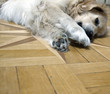 hund