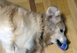 hund