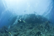 Big group of scuba divers underwater.