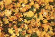 Herbst