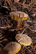champignons des bois