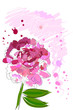 peony