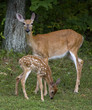 Doe and offspring