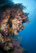 Vibrant and colourful underwater tropical coral reef scene.