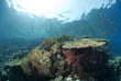 Pristine tropical table coral formation in natural light.
