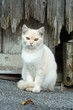 Foto: Brave Katze Brave Katze