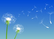 Blow Dandelion. Vector