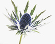 close up of blue thistle plant