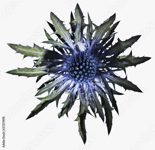 Blue+thistle+plant