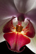 Pink Orchid Close-up