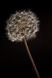 Dandelion on black background