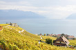 Vineyards in Lavaux region, Switzerland