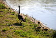 Mother and Youngsters