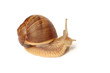 Garden snail