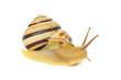 Garden snail