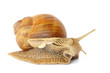 Garden snail