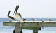 pelicans and seagulls in mexico