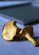 Girolle Girolle