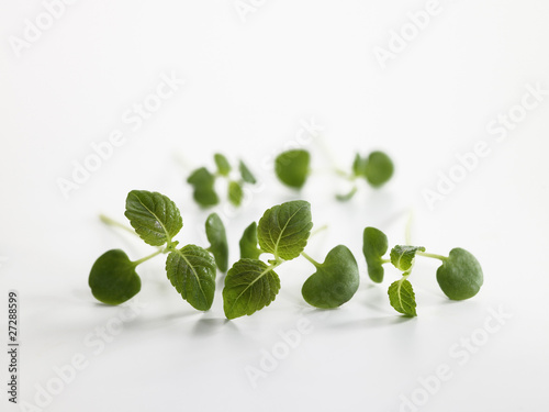 Photo : Pousses de shiso Pousses de shiso