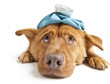Sick Dog