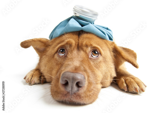 Photo: Sick Dog Sick Dog
