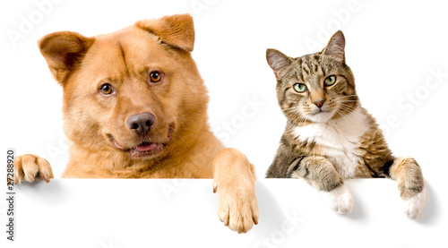 Photo: Dog and Cat above white banner Dog and Cat above white banner