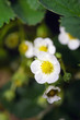 Fleurs de fraisier