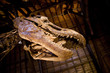 fossil