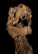 fossil