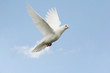 White dove flying