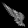 The isolated wing on black background