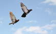 Pigeons in flight