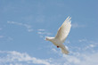 White dove in flight