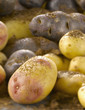 Assortiment de pommes de terre 