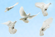 White dove in flight